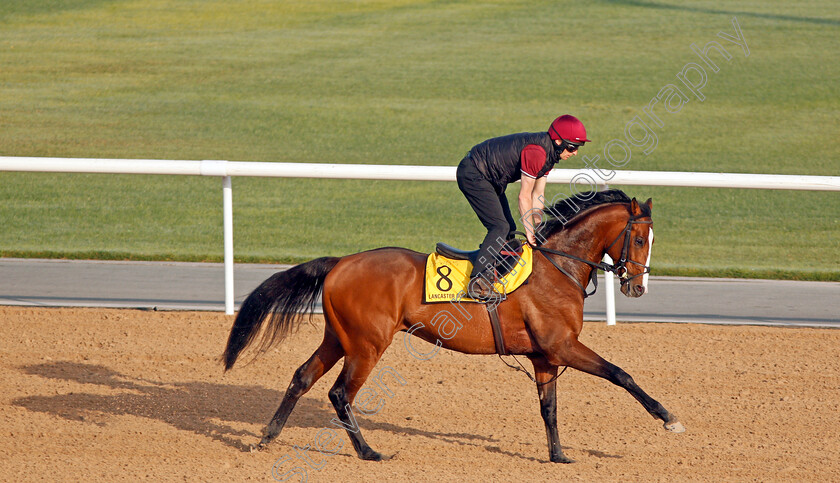 Lancaster-Bomber-0002 
 LANCASTER BOMBER exercising in preparation for The Dubai Turf Meydan 29 Mar 2018 - Pic Steven Cargill / Racingfotos.com