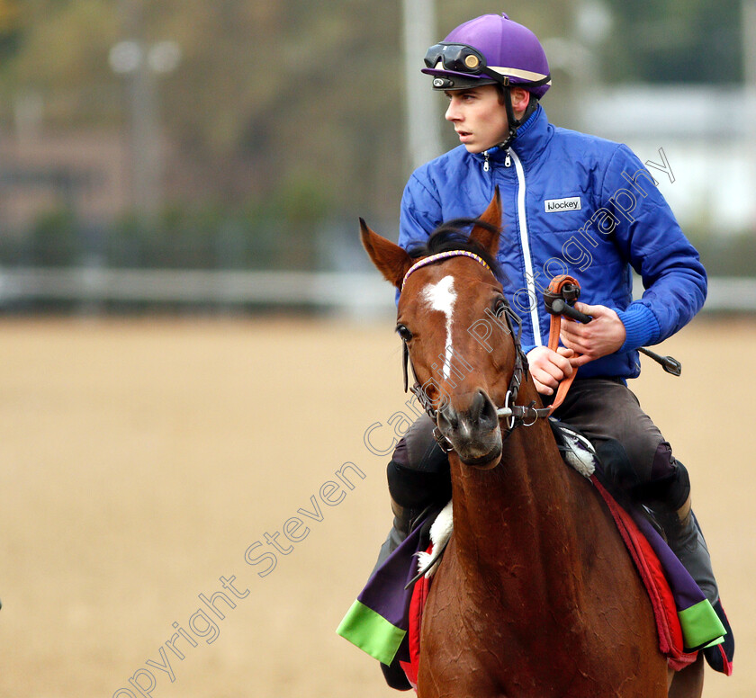 Polydream-0001 
 POLYDREAM exercising ahead of The Breeders' Cup Mile
Churchill Downs USA 30 Oct 2018 - Pic Steven Cargill / Racingfotos.com