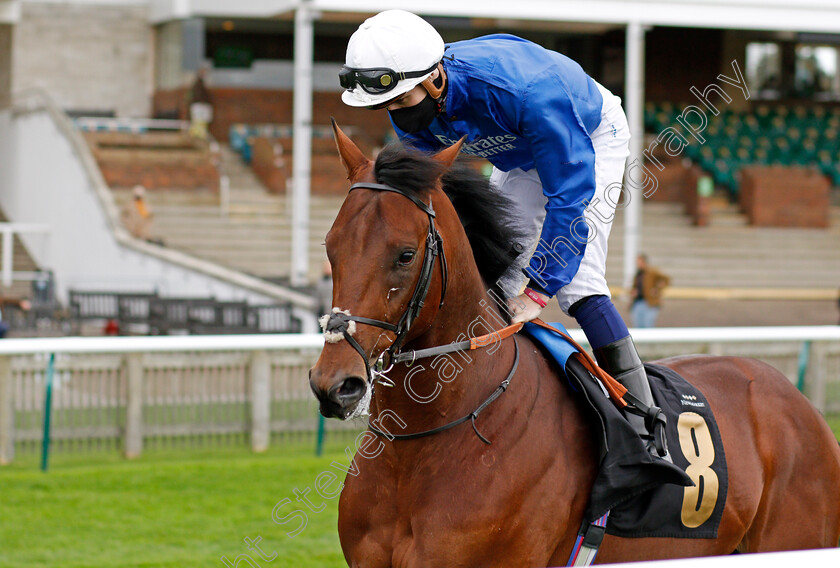 Line-Of-Attack-0001 
 LINE OF ATTACK (Hector Crouch)
Newmarket 30 Oct 2020 - Pic Steven Cargill / Racingfotos.com