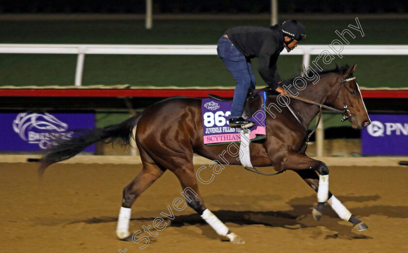 Scythian-0001 
 SCYTHIAN training for the Breeders' Cup Juvenile Fillies Turf
Del Mar USA 30 Oct 2024 - Pic Steven Cargill / Racingfotos.com