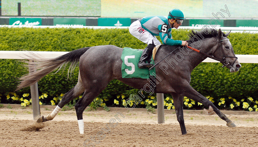 Stifle-Yourself-0005 
 STIFLE YOURSELF (Junior Alvarado) wins Maiden
Belmont Park USA 6 Jun 2019 - Pic Steven Cargill / Racingfotos.com