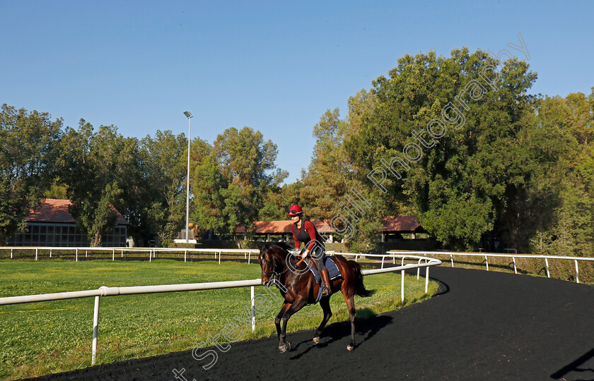 Ponntos-0001 
 PONNTOS training at the Dubai Racing Carnival
Meydan 22 Jan 2025 - Pic Steven Cargill / Racingfotos.com