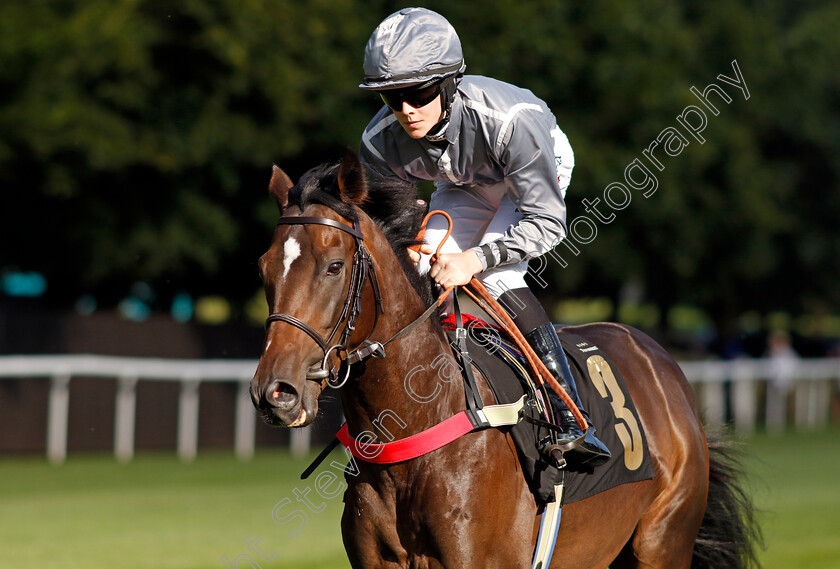 Kings-Square-0001 
 KINGS SQUARE (Sean Dylan Bowen)
Newmarket 9 Aug 2024 - Pic Steven Cargill / Racingfotos.com