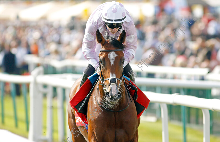 War-Rooms-0001 
 WAR ROOMS (Richard Kingscote)
Doncaster 15 Sep 2023 - Pic Steven Cargill / Racingfotos.com