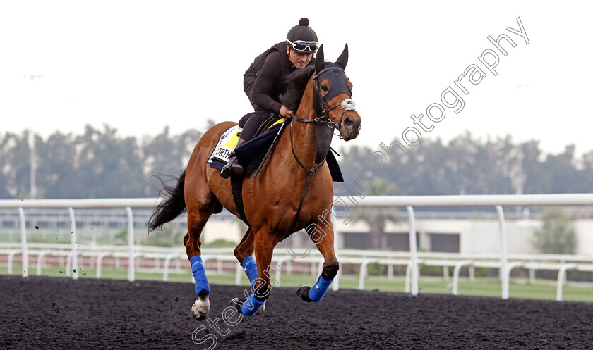 Lord-North-0003 
 LORD NORTH training for the Dubai Turf
Meydan, Dubai, 21 Mar 2023 - Pic Steven Cargill / Racingfotos.com