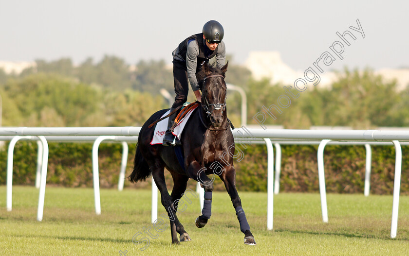 Pogo-0002 
 POGO (Kieran Shoemark) exercising in preparation for Friday's Bahrain International Trophy
Sakhir Racecourse, Bahrain 17 Nov 2021 - Pic Steven Cargill / Racingfotos.com