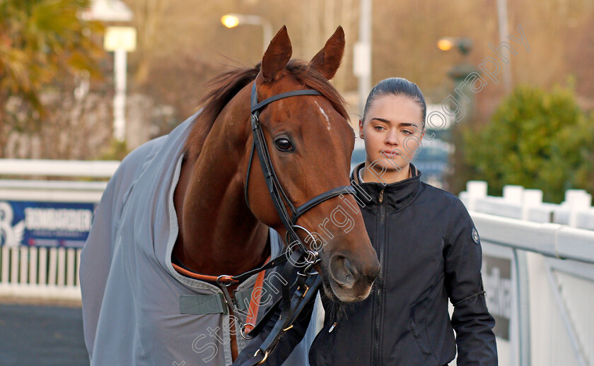 Invitational-0002 
 INVITATIONAL before winning The Ladbrokes Where The Nation Plays Fillies Stakes
Wolverhampton 3 Jan 2020 - Pic Steven Cargill / Racingfotos.com