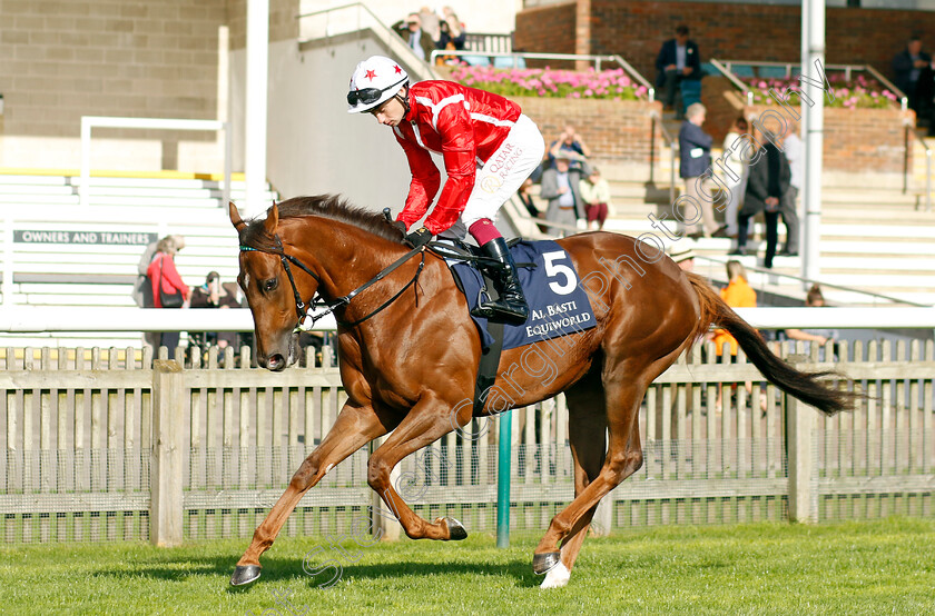 Shuwari-0001 
 SHUWARI (Oisin Murphy)
Newmarket 29 Sep 2023 - Pic Steven Cargill / Racingfotos.com