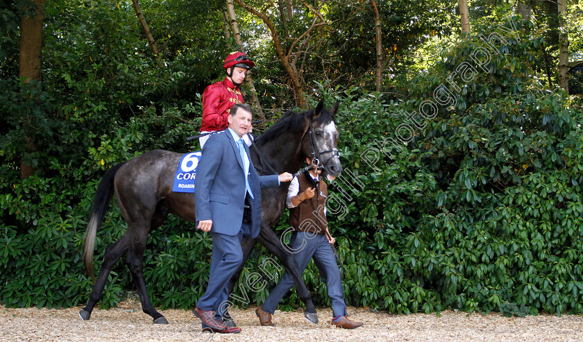 Roaring-Lion-0001 
 ROARING LION (Oisin Murphy) before The Coral Eclipse Stakes
Sandown 7 Jul 2018 - Pic Steven Cargill / Racingfotos.com