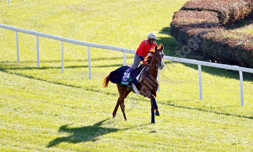 Waldgeist-0003 
 WALDGEIST exercising ahead of the Breeders' Cup Turf 
Churchill Downs USA 29 Oct 2018 - Pic Steven Cargill / Racingfotos.com