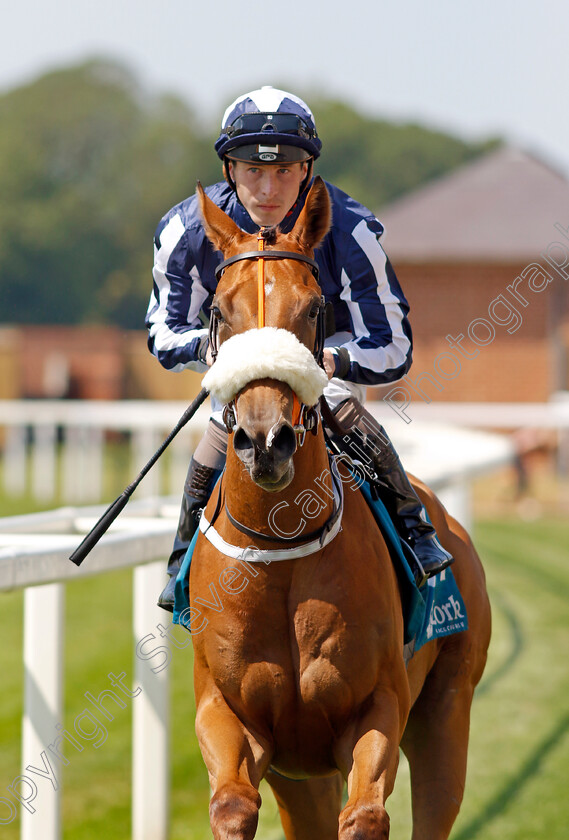 Regal-Solitaire-0001 
 REGAL SOLITAIRE (Rowan Scott)
York 16 Jun 2023 - Pic Steven Cargill / Racingfotos.com