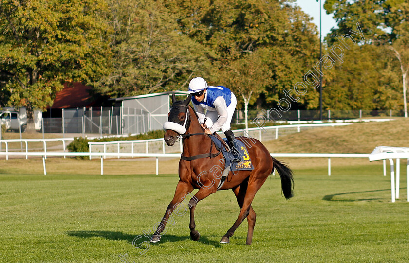 Crystal-Love-0006 
 CRYSTAL LOVE (Sandro De Paiva) winner of The Appel Au Maitre Svealandlopning
Bro Park, Sweden , 15 Sep 2024 - Pic Steven Cargill / Racingfotos.com