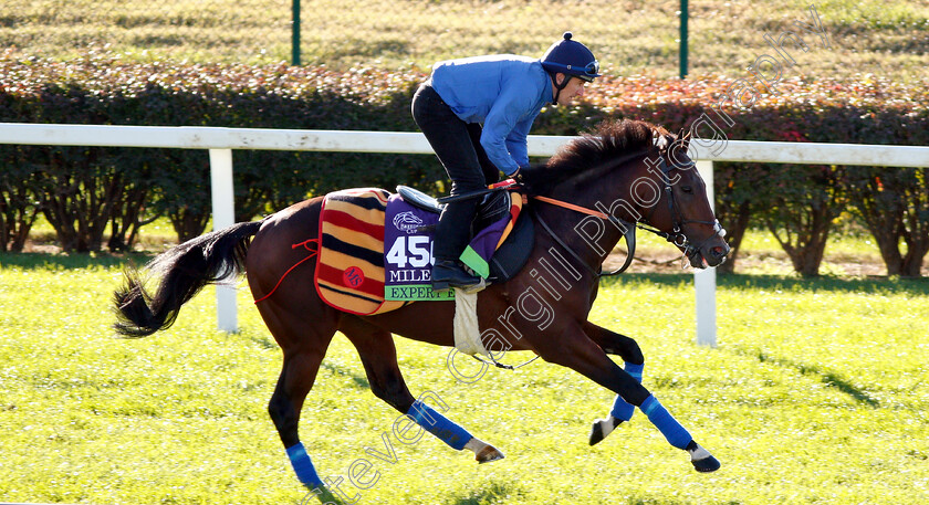 Expert-Eye-0002 
 EXPERT EYE exercising ahead of the Breeders' Cup Mile
Churchill Downs USA 29 Oct 2018 - Pic Steven Cargill / Racingfotos.com