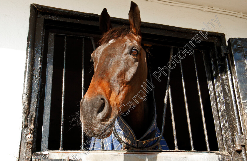 Might-Bite-0001 
 MIGHT BITE at the stables of Nicky Henderson, Lambourn 6 Feb 2018 - Pic Steven Cargill / Racingfotos.com