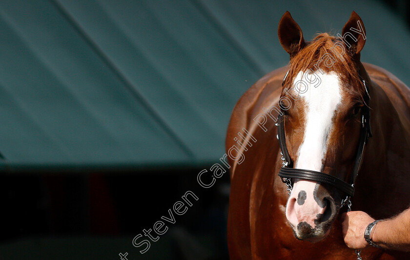 Improbable-0020 
 IMPROBABLE after exercising in preparation for The Preakness Stakes
Pimlico, Baltimore USA, 16 May 2019 - Pic Steven Cargill / Racingfotos.com