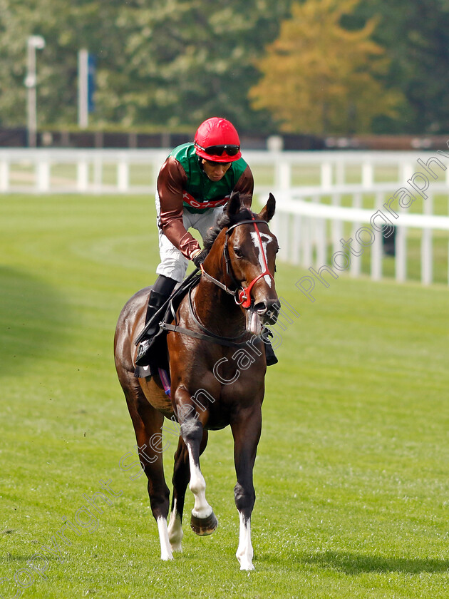 Call-Time-0001 
 CALL TIME (Sean Levey)
Ascot 8 Sep 2023 - Pic Steven Cargill / Racingfotos.com