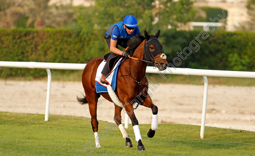 Dream-Castle-0003 
 DREAM CASTLE training for the Bahrain International Trophy
Rashid Equestrian & Horseracing Club, Bahrain, 18 Nov 2020