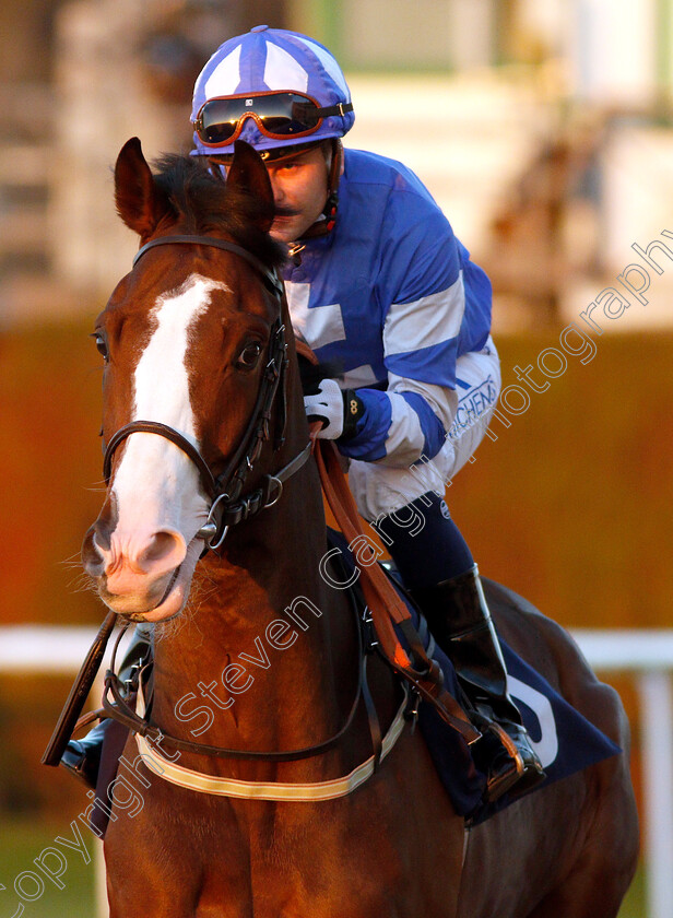 Angel-Black-0001 
 ANGEL BLACK (Liam Jones)
Wolverhampton 26 Feb 2019 - Pic Steven Cargill / Racingfotos.com