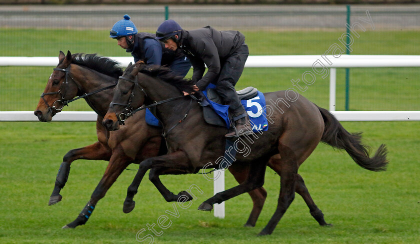 Monbeg-Genius-and-Iron-Bridge-0003 
 MONBEG GENIUS (nearside, Derek O'Connor) with IRON BRIDGE (farside, Kevin Brogan)
Coral Gold Cup Gallops Morning
Newbury 21 Nov 2023 - Pic Steven Cargill / Racingfotos.com