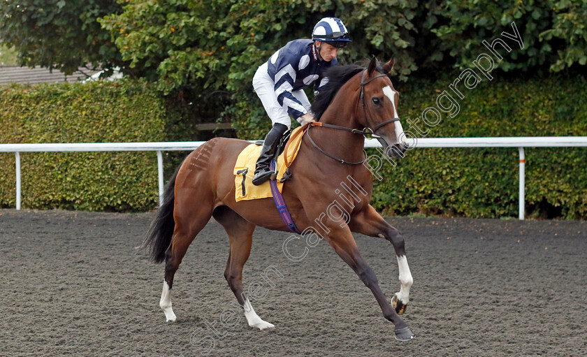 Saigon-Dream-0001 
 SAIGON DREAM (Edward Greatrex)
Kempton 28 Aug 2024 - Pic Steven Cargill / Racingfotos.com