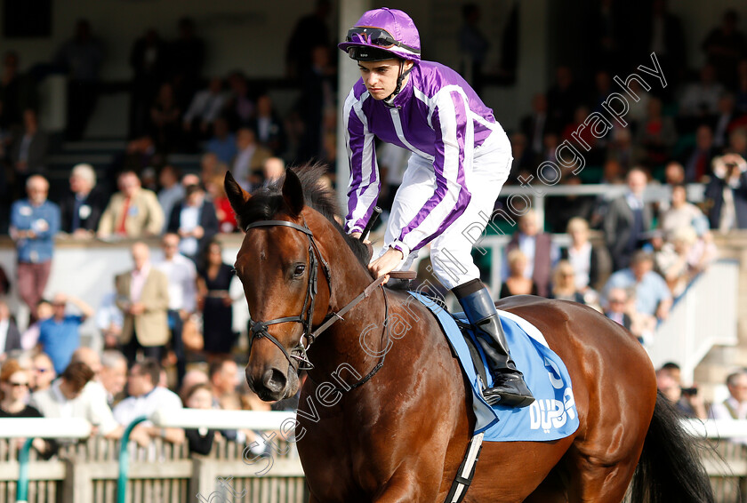 Magna-Grecia-0001 
 MAGNA GRECIA (Donnacha O'Brien)
Newmarket 13 Oct 2018 - Pic Steven Cargill / Racingfotos.com