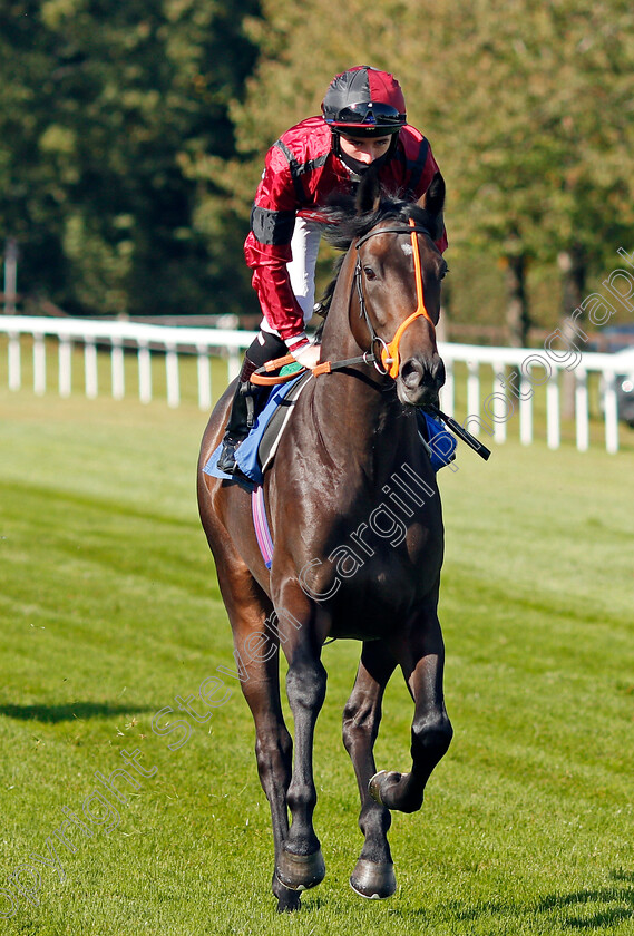 Mickydee-0001 
 MICKYDEE (Rossa Ryan)
Salisbury 1 Oct 2020 - Pic Steven Cargill / Racingfotos.com