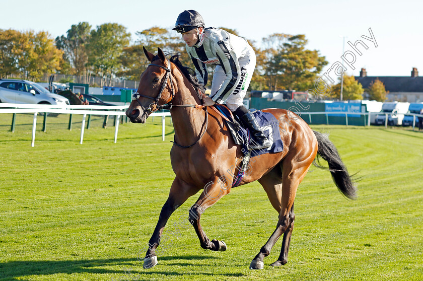 Lady-Primrose-0001 
 LADY PRIMROSE (Jamie Spencer)
Yarmouth 18 Oct 2022 - Pic Steven Cargill / Racingfotos.com