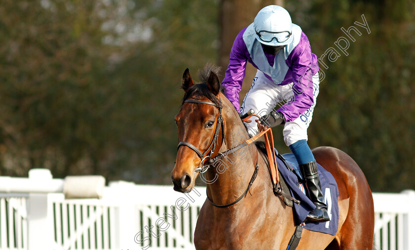 Starshiba-0001 
 STARSHIBA (David Probert)
Lingfield 9 Jan 2021 - Pic Steven Cargill / Racingfotos.com