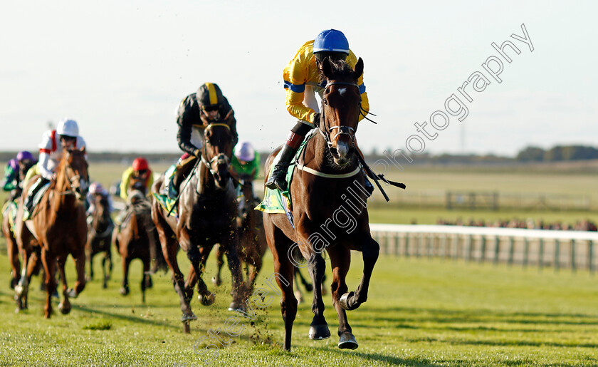 Sun-God-0002 
 SUN GOD (David Egan) wins The bet365 Old Rowley Cup Handicap
Newmarket 11 Oct 2024 - pic Steven Cargill / Racingfotos.com