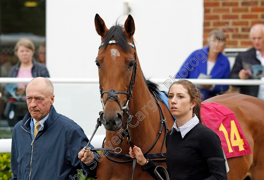 Zilfee-0013 
 ZILFEE winner of The Unibet EBF Maiden Fillies Stakes
Kempton 12 Jun 2024 - Pic Steven Cargill / Racingfotos.com