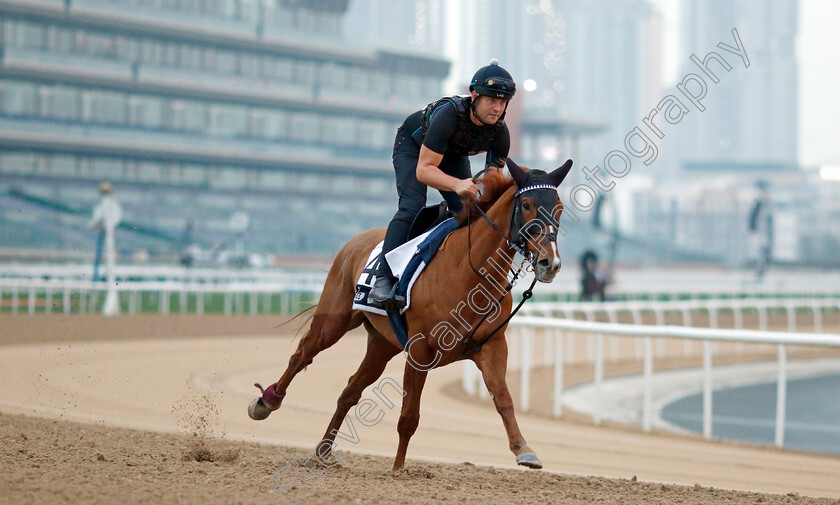 Naxos-0002 
 NAXOS training at the Dubai Racing Carnival
Meydan 1 Feb 2024 - Pic Steven Cargill / Racingfotos.com