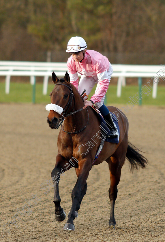 Boutonniere-0002 
 BOUTONNIERE (Rob Hornby)
Lingfield 25 Jan 2019 - Pic Steven Cargill / Racingfotos.com