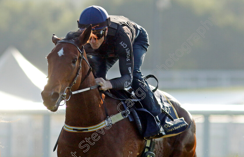 Coolangatta-0011 
 COOLANGATTA (James McDonald) preparing for Royal Ascot
Ascot 14 Jun 2023 - Pic Steven Cargill / Racingfotos.com