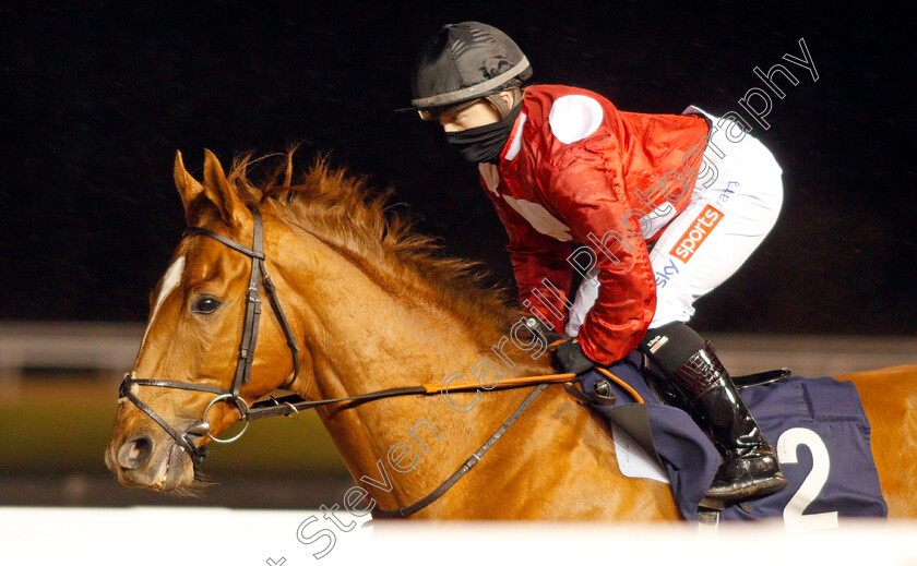 Felix-0001 
 FELIX (Hollie Doyle) winner of The Betway Conditions Stakes
Wolverhampton 11 Jan 2021 - Pic Steven Cargill / Racingfotos.com