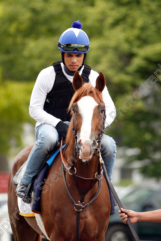 Free-Drop-Billy-0002 
 FREE DROP BILLY exercising in preparation for The Belmont Stakes
Belmont Park USA 7 Jun 2018 - Pic Steven Cargill / Racingfotos.com