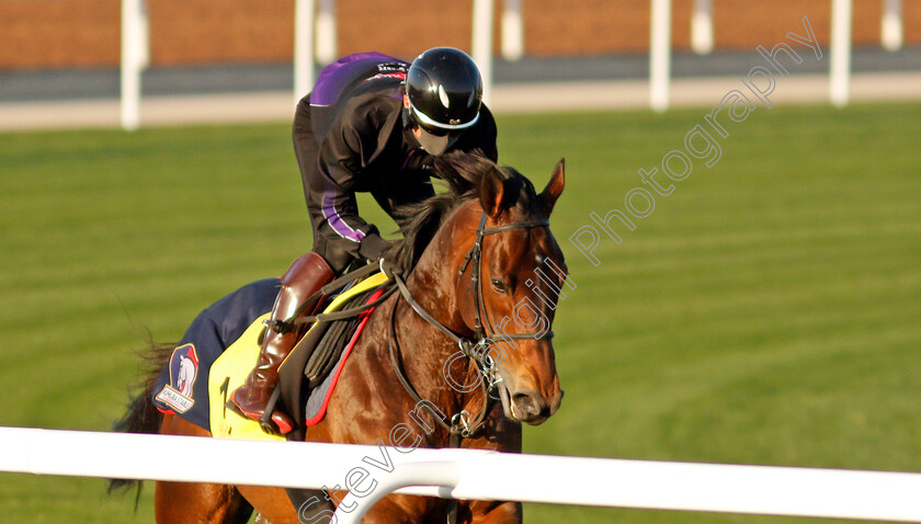 Authority-0003 
 AUTHORITY training for The Neom Turf Cup
King Abdulaziz Racetrack, Riyadh, Saudi Arabia 22 Feb 2022 - Pic Steven Cargill / Racingfotos.com