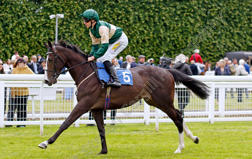 Marrakesh-Express-0001 
 MARRAKESH EXPRESS (Charles Bishop)
Salisbury 16 Jun 2024 - Pic Steven Cargill / Racingfotos.com