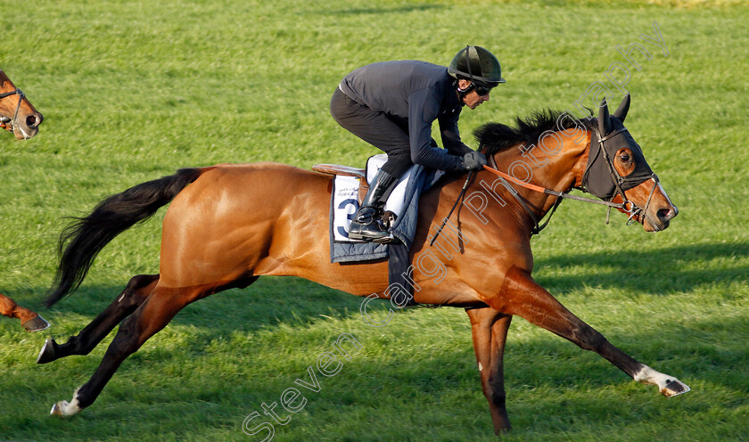 The-Fingal-Raven-0003 
 THE FINGAL RAVEN training at the Dubai Racing Carnival
Meydan 22 Jan 2025 - Pic Steven Cargill / Racingfotos.com