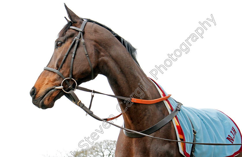 Altior-0003 
 ALTIOR at the stables of Nicky Henderson, Lambourn 6 Feb 2018 - Pic Steven Cargill / Racingfotos.com