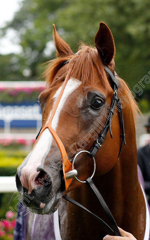 Mums-Tipple-0008 
 MUMS TIPPLE after The Anders Foundation British EBF Crocker Bulteel Maiden Stakes
Ascot 26 Jul 2019 - Pic Steven Cargill / Racingfotos.com