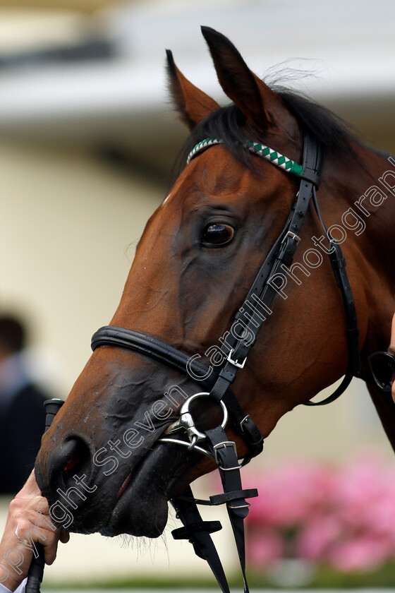 Friendly-Soul-0008 
 FRIENDLY SOUL winner of The Longines Valiant Stakes
Ascot 27 Jul 2024 - Pic Steven Cargill / Racingfotos.com