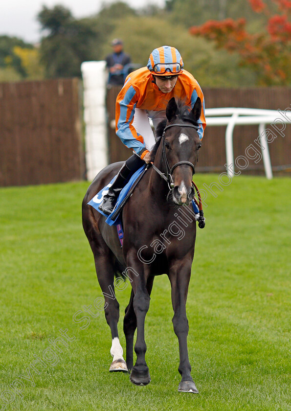 Daiquiri-Francais 
 DAIQUIRI FRANCAIS (Hector Crouch)
Leicester 12 Oct 2021 - Pic Steven Cargill / Racingfotos.com