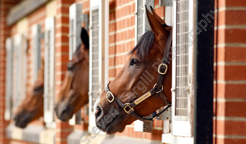 Godolphin-0007 
 Godolphin horses relaxing
Moulton Paddocks, Newmarket 28 Jun 2019 - Pic Steven Cargill / Racingfotos.com