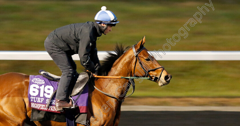 Highfield-Princess-0002 
 HIGHFIELD PRINCESS training for the Breeders' Cup Turf Sprint
Keeneland USA 2 Nov 2022 - Pic Steven Cargill / Racingfotos.com