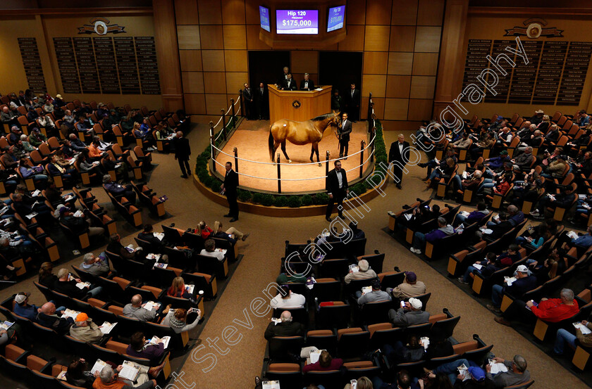 Fasig-Tipton-0001 
 The scene during the Fasiig Tipton sales, Lexington USA
5 Nov 2018 - Pic Steven Cargill / Racingfotos.com