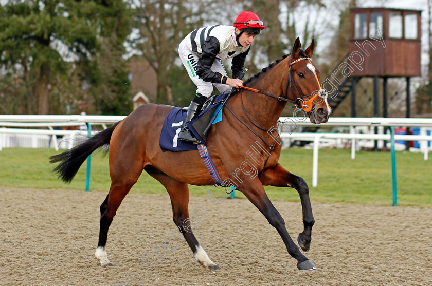 Pleasure-Garden-0001 
 PLEASURE GARDEN (Luke Morris)
Lingfield 18 Dec 2019 - Pic Steven Cargill / Racingfotos.com