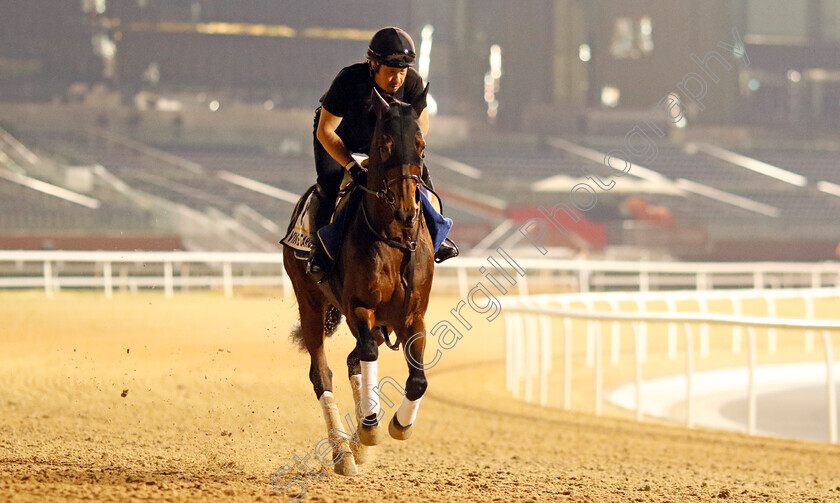 Vin-De-Garde-0001 
 VIN DE GARDE training for the Dubai Turf
Meydan, Dubai, 21 Mar 2023 - Pic Steven Cargill / Racingfotos.com