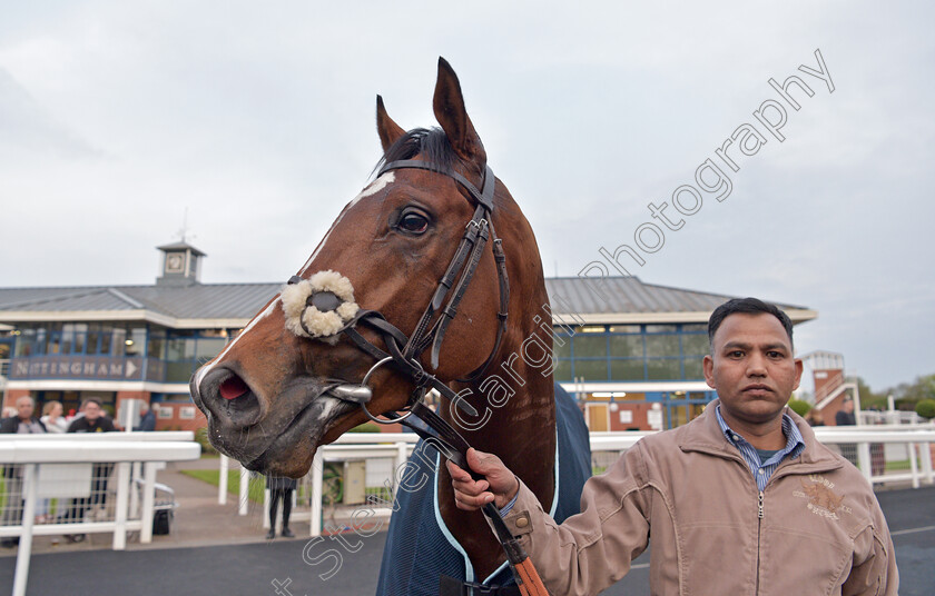 Nader-King-0009 
 NADER KING winner of The Castle Rock Harvest Pale Chase Maiden Stakes
Nottingham 22 Apr 2023 - pic Steven Cargill / Becky Bailey / Racingfotos.com