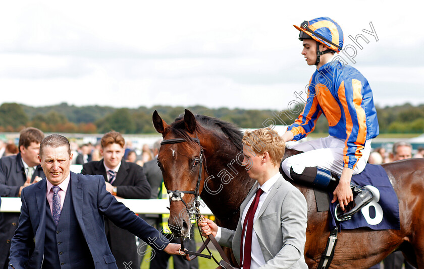 Seahenge-0007 
 SEAHENGE (Donnacha O'Brien) after The Howcroft Industrial Supplies Champagne Stakes Doncaster 16 Sep 2017 - Pic Steven Cargill / Racingfotos.com