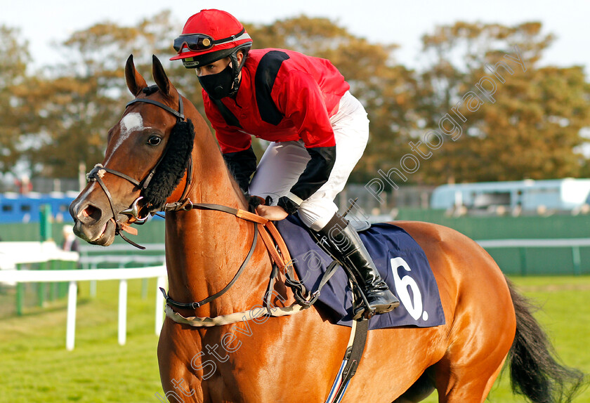 Wild-Flower-0002 
 WILD FLOWER (Molly Presland) before winning The Final Furlong Podcast Handicap
Yarmouth 17 Sep 2020 - Pic Steven Cargill / Racingfotos.com